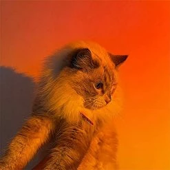 Buy 🥰 Sunset Lamp, Projector Sunset Light 10W LED Projection Night Light 180 Degree Rotation Romantic Rainbow Light USB Charging For Photography Party Home Living Room Bedroom Decor, Sunset Red… 🥰 -Lighting & Ceiling Fans Shop 41Dkr3zxK8S